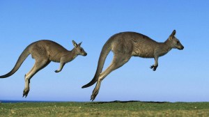 kangaroos jumping